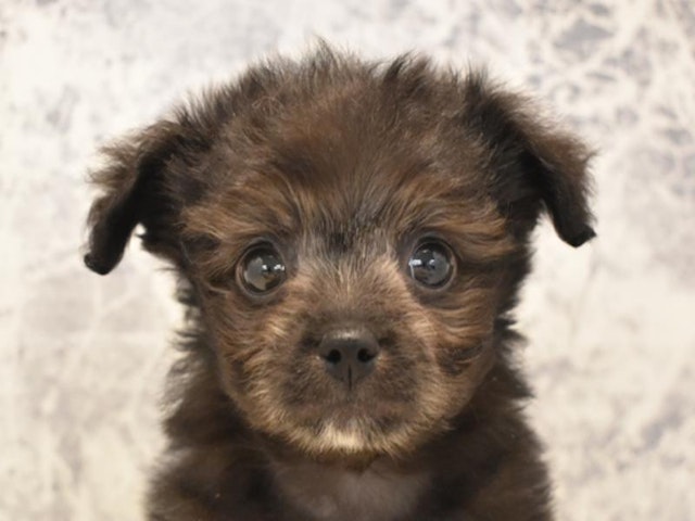 静岡県のハーフ犬 (ペッツワン伊東店/2024年2月22日生まれ/男の子/ブラックホワイト)の子犬